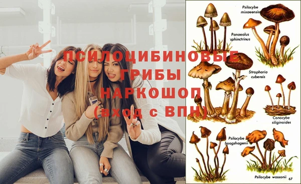 амф Бородино